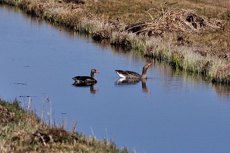 Grauwe Gans